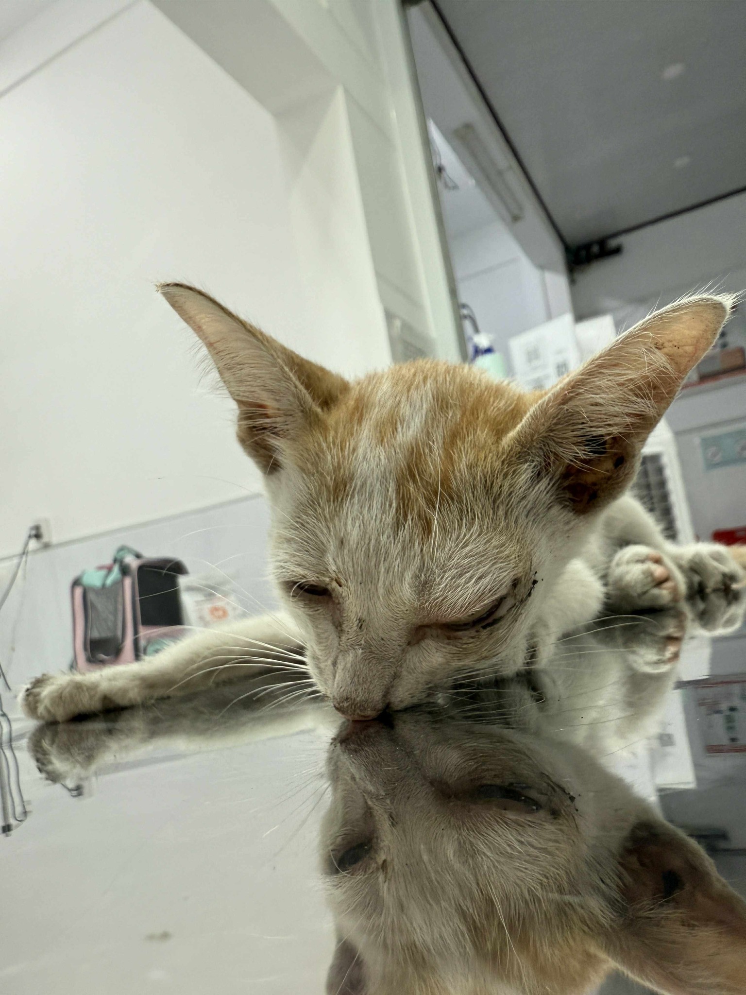 Cara – A Tiny Fighter’s Journey Back to Life