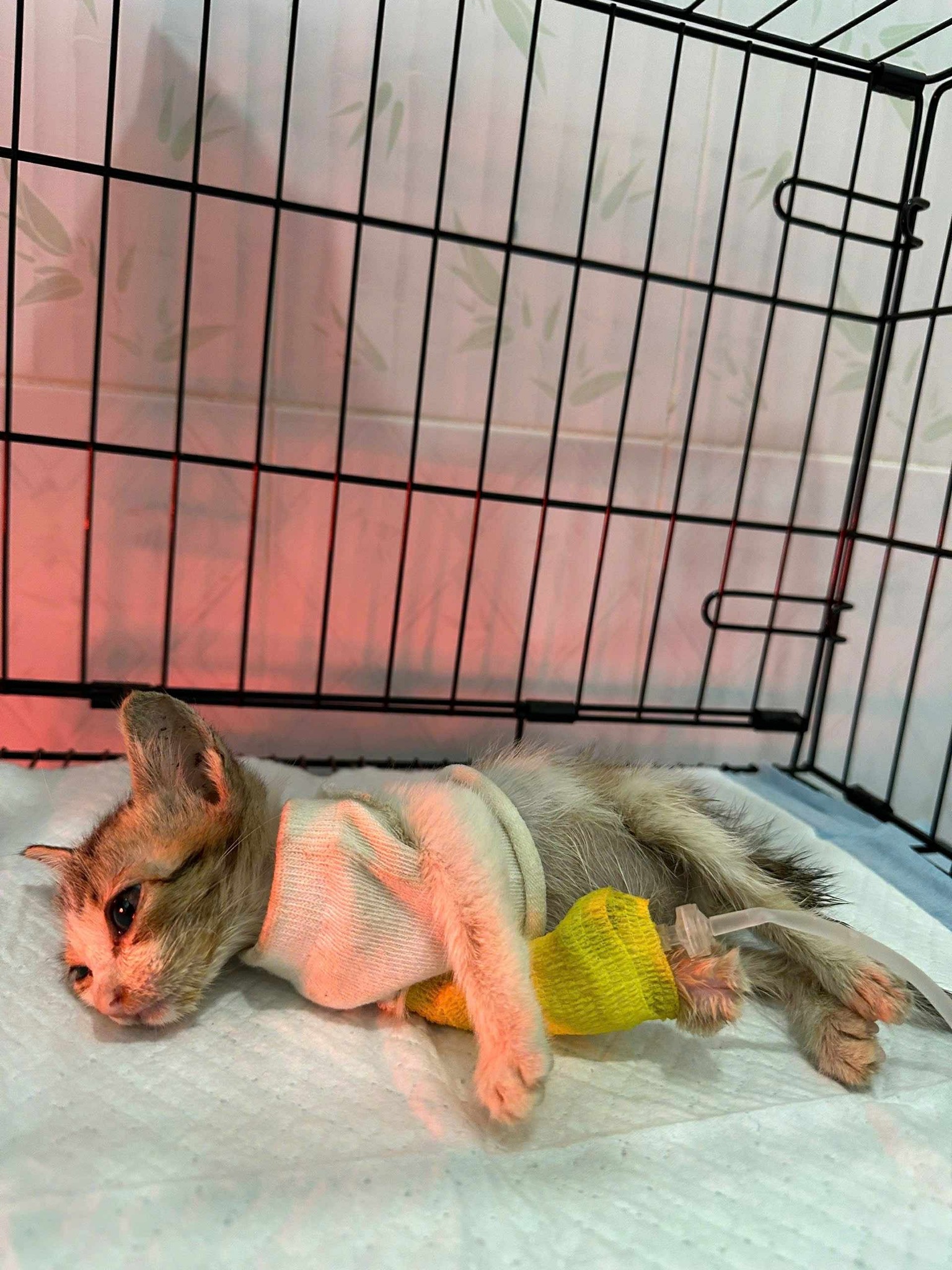 Cara – A Tiny Fighter’s Journey Back to Life