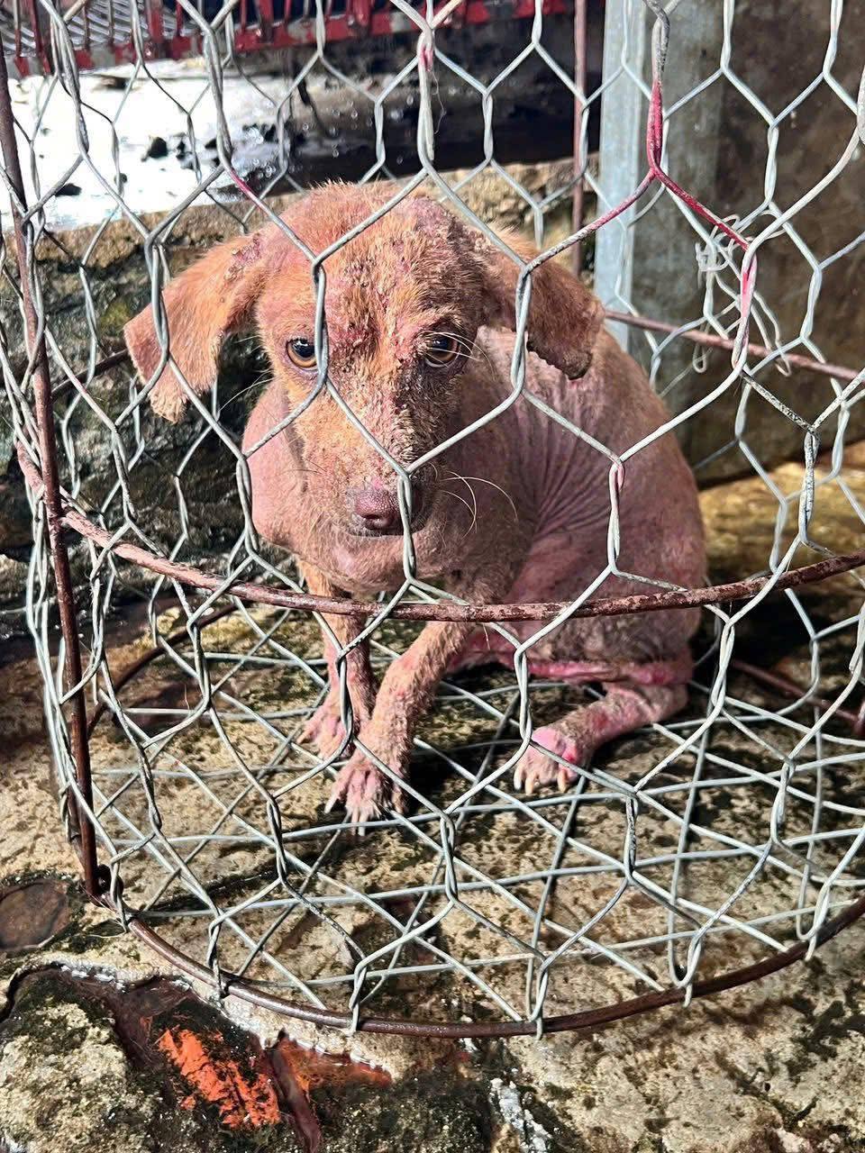 A Forgotten Cage, a Fading Life – Lucky’s Story