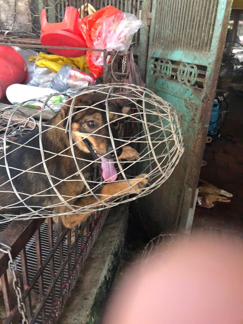 careox