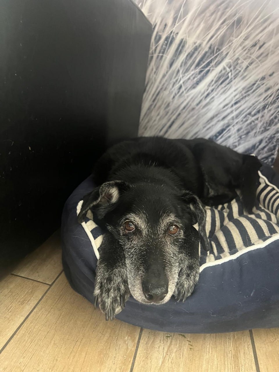 Lucy’s Fight for Life: Left to Die but Not Forgotten