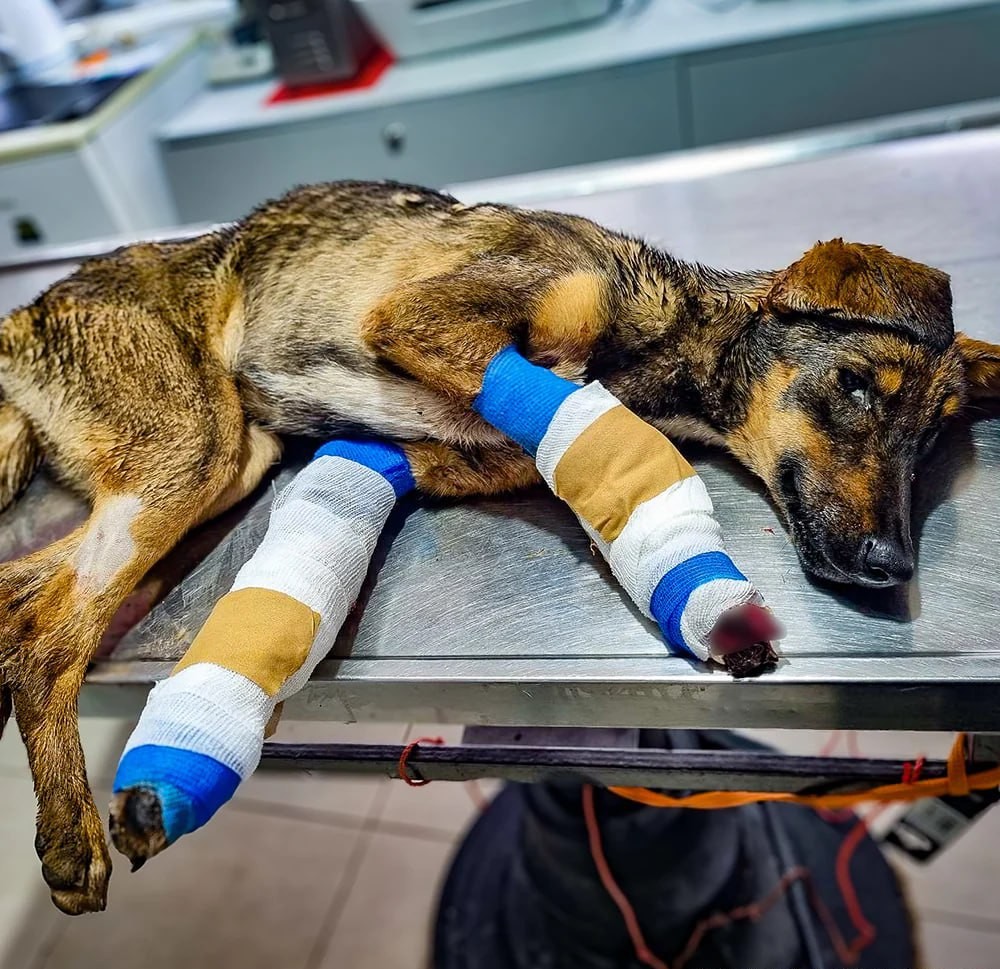 Left Broken, But Not Alone: This Pup Is Fighting for He