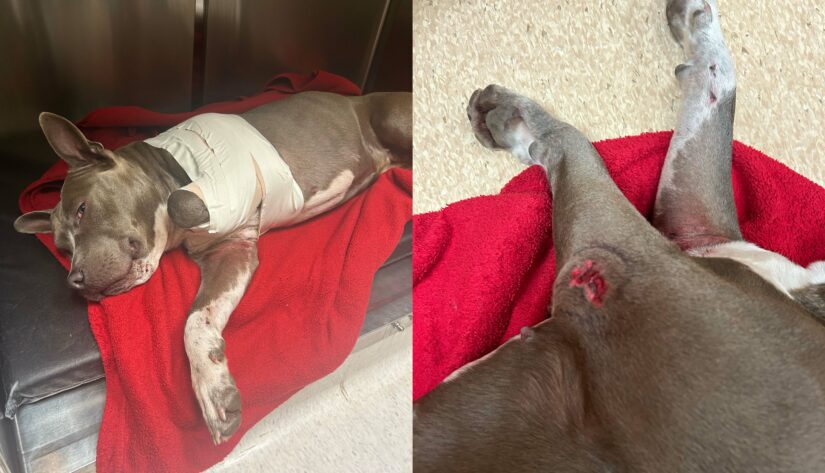 🆘 Help Us Save Blu – Left To Die, Still Fighting