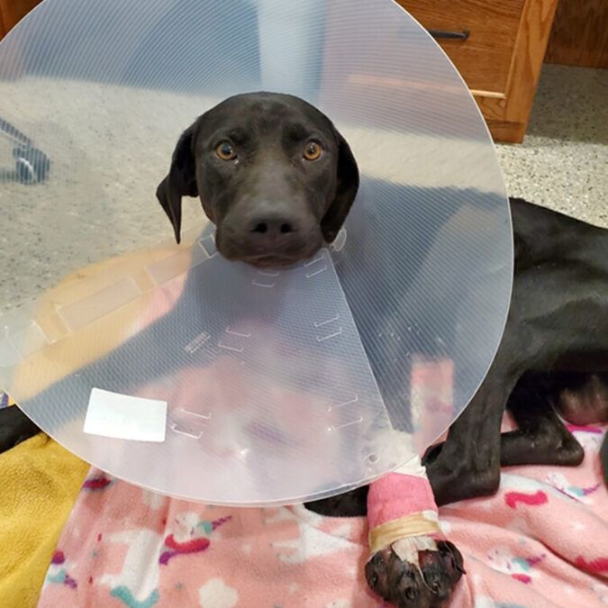 NaLa’s Story: Left Broken on the Roadside