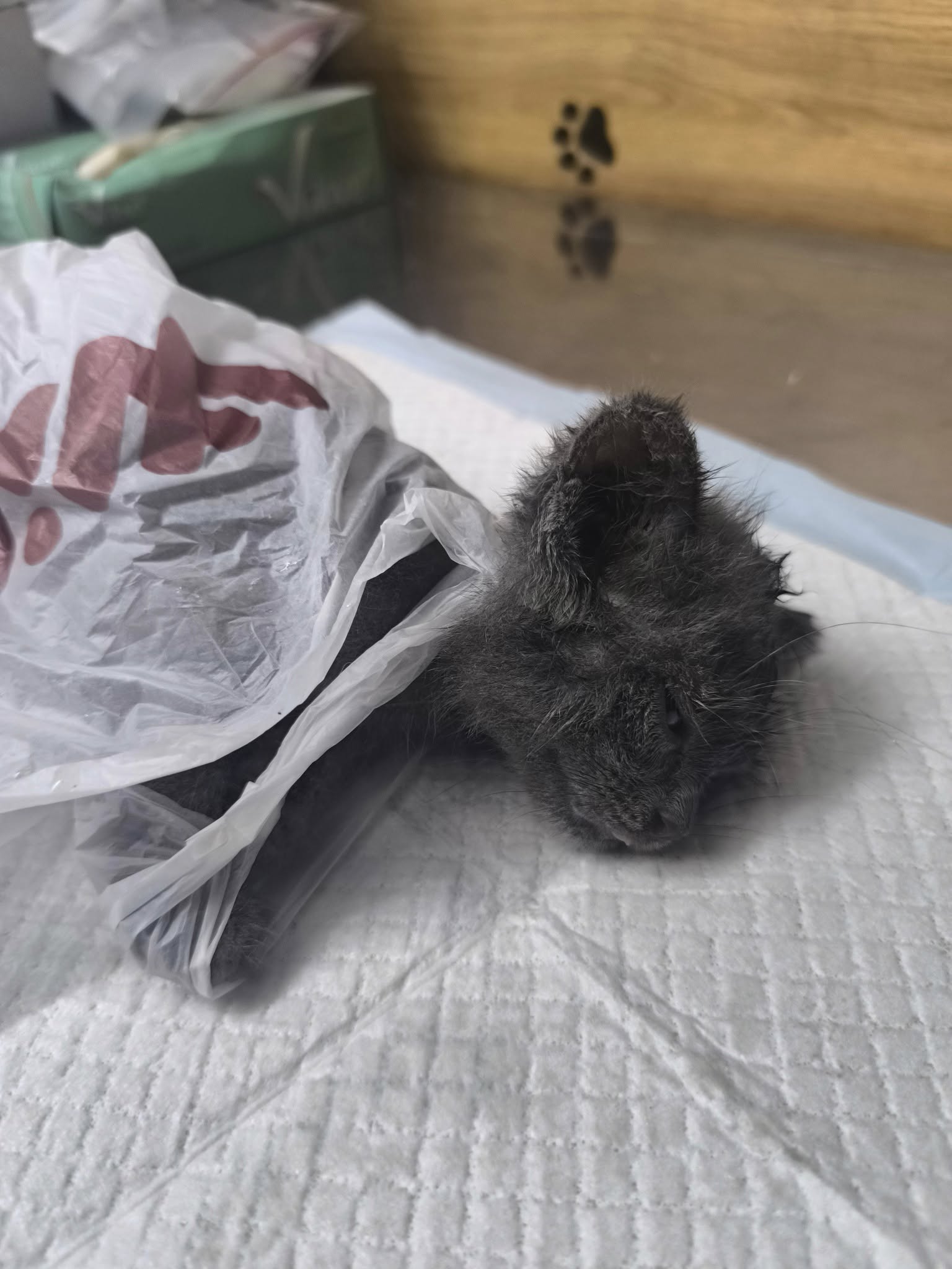 Valor – The Cat Thrown Away Like Trash, Still Fighting 