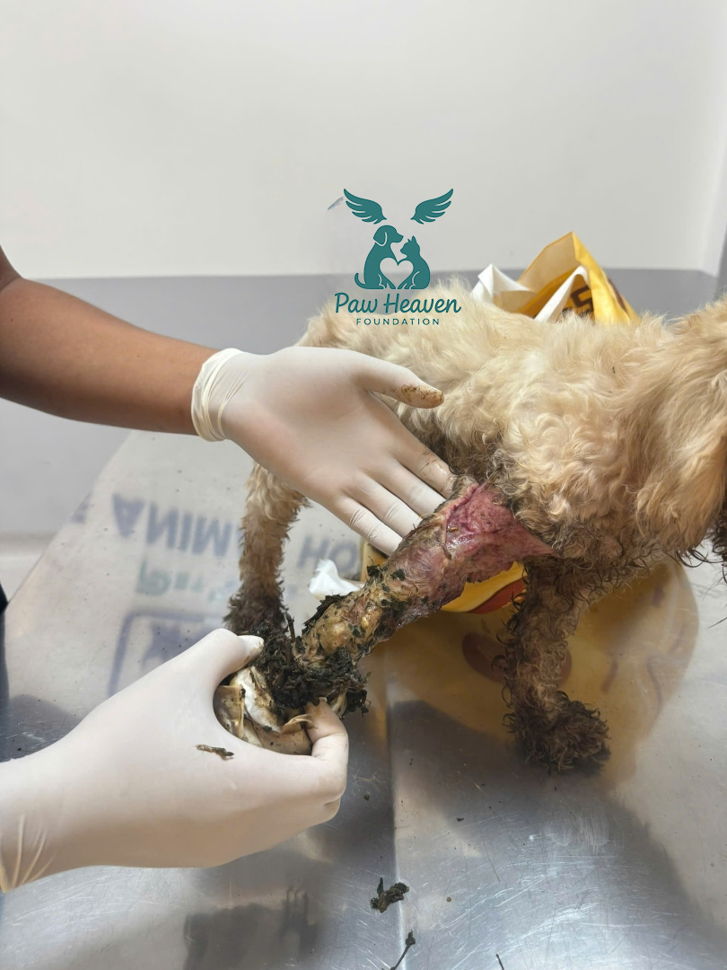 Rusty – The Little Soul Left to Die on the Highway