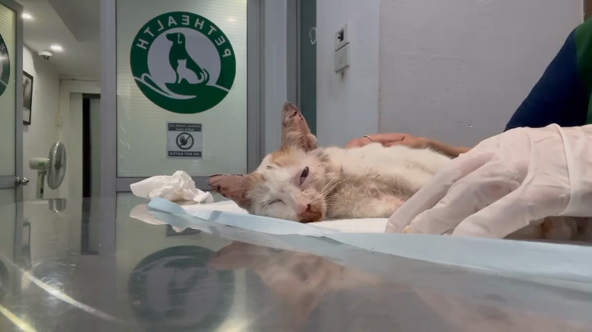 💔 Shadow was beaten so badly he can’t even walk