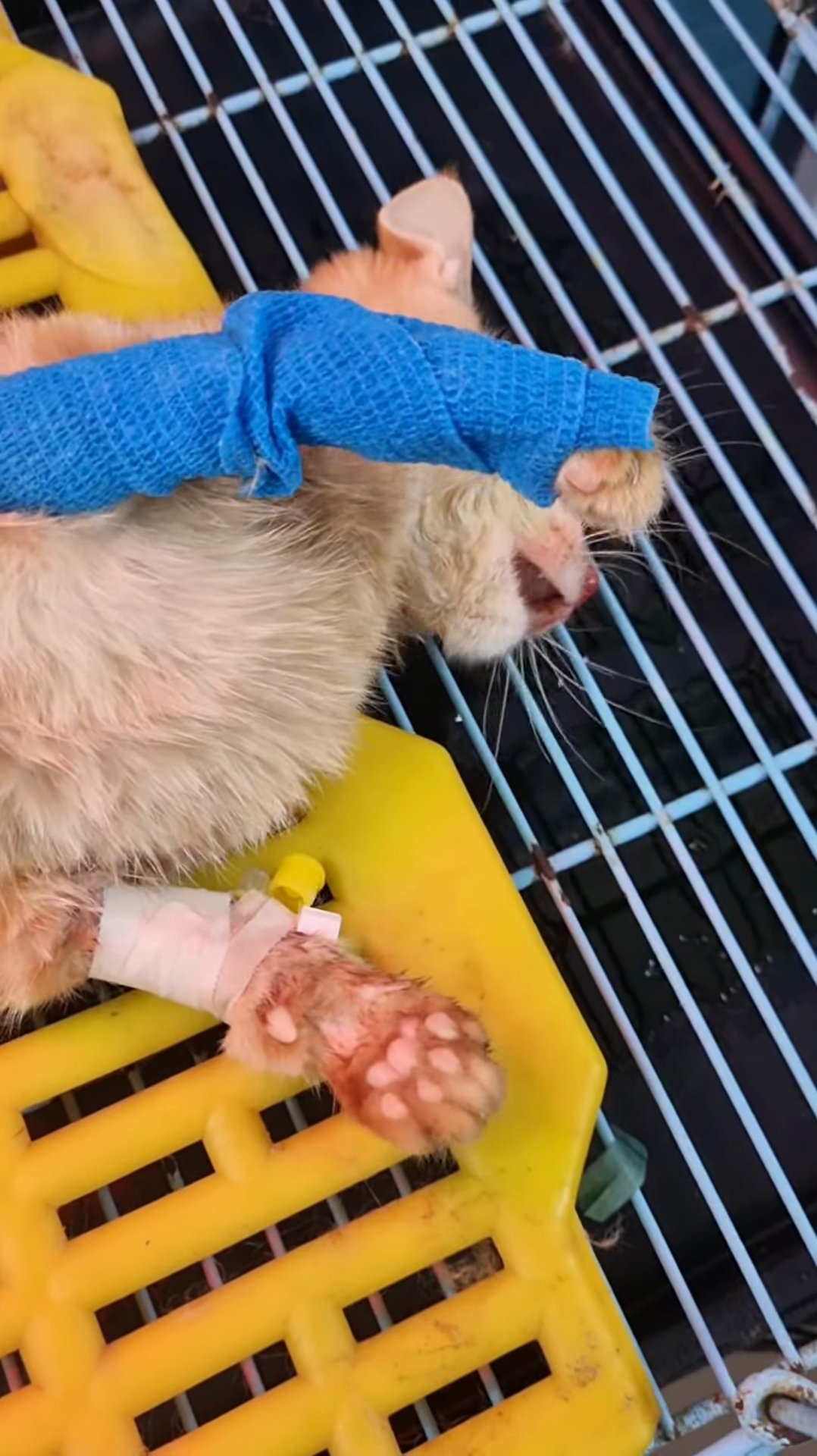 💔 Hope’s Story: Beaten, Broken, but Still Holding On